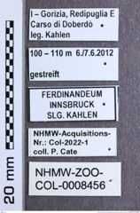 Etikette zu Athous (Orthathous) goriciensis syn og gonzalesi in Cate Cat. (Reitter, 1905) (NHMW-ZOO-COL-0008456)